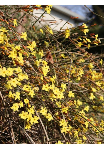 Çalı Yasemin Sarı Yasemin Fidanı 80-120 Cm 1 Adet Tüplü Jasminum Nudiflorum