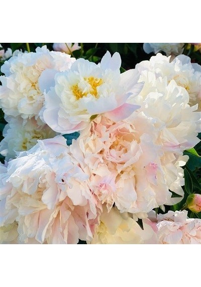 Beyaz Peonies Festiva Şakayık Çiçeği Yumrusu 1 Adet