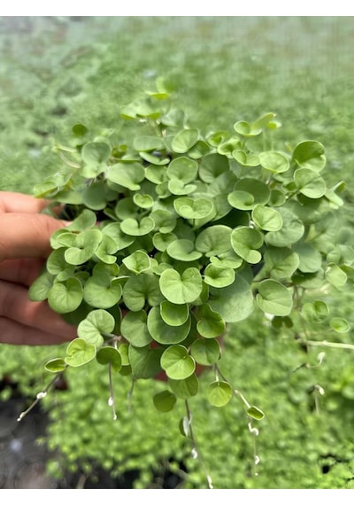 Gölge Çimi Dichondra Repens Fare Kulağı 10cm Saksılı Zemin Çiçeği