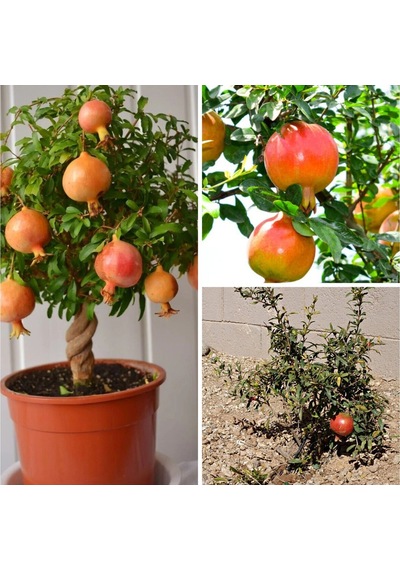 Videolu 1 Adet Bodur Süs Narı Fidanı 25-40 Cm Saksılı Çiçekli Bodur Bitkiler Dwarf Pomegranate
