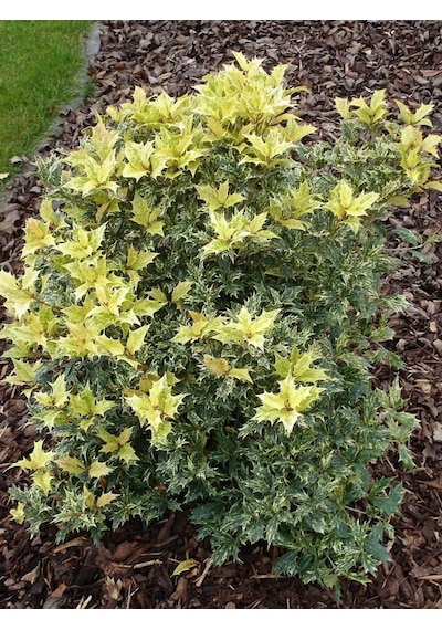 Osmanthus Heterophyllus Alacalı Fidan 1-2 Yaş Arası
