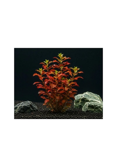 Ludwigia Repens Gül 5 Dal Canlı Akvaryum Bitkisi - Canlı Bitki