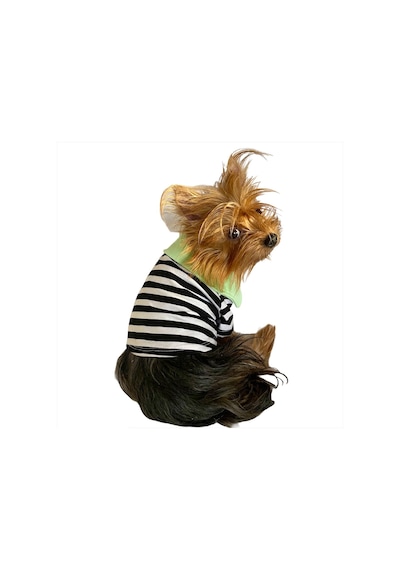 Kemique Grass Hopper Stripe Polo Yaka Köpek Tişörtü