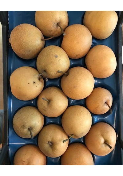 Japon Naşhi  Armut  Fidanı 3 Yaş Tüplü ve Aşılı