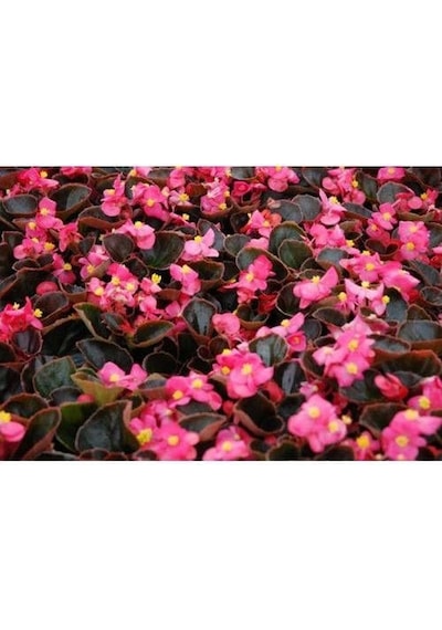 Begonya Çiçeği Pembe Begonıa Semperflorens 90 Adet