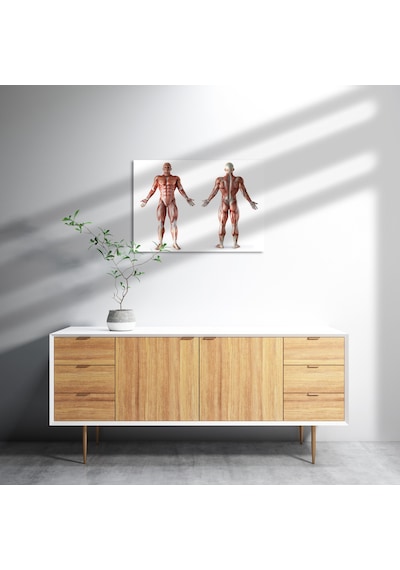 Cakasepetim İnsan Kas Anatomisi Ahşap Mdf Tablo