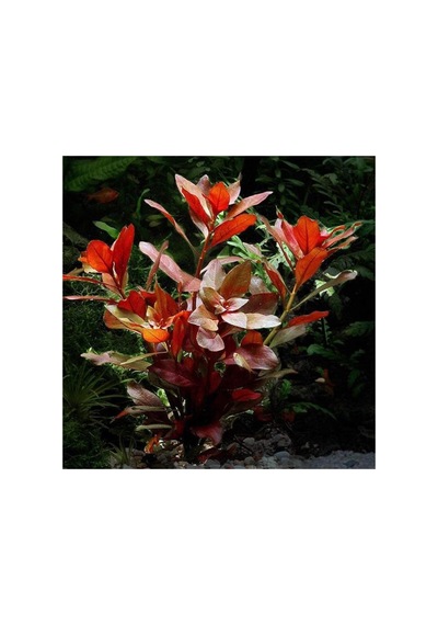 Ludwigia Repens Rubin Saksı- Canlı Bitki Standart