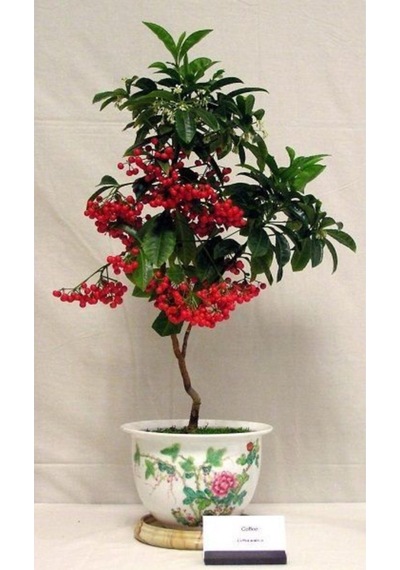 Bodur Bonsai Kahve Ağacı Tohumu 5 Tohum Ekim Seti + Saksı + Toprak