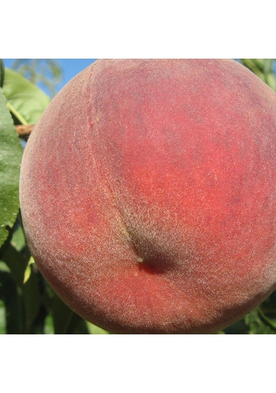 Early Big Şeftali Fidanı Aşılı - 2 Yaş Açık Köklü 80-100 Cm