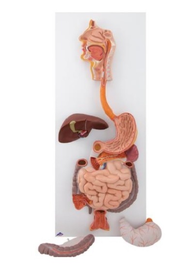 Sindirim Sistemi Modeli, 3 Parçalı - Sindirim Sistemi Maketi 01