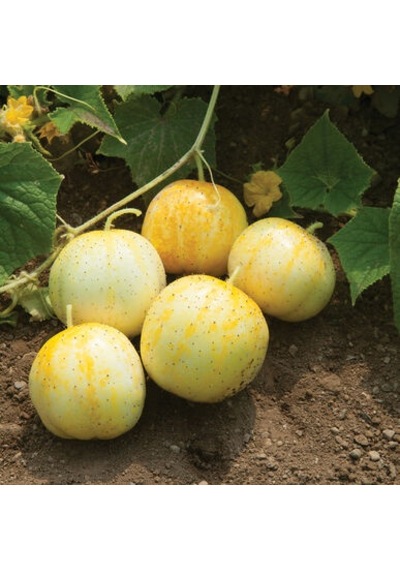 Nadir İthal Limon Salatalık Tohumu 5 Tohum + Tohum