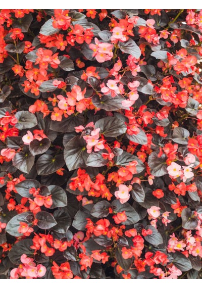 Videolu Şeker Begonya 3 Adet Karışık Renklerde Pembe-kırmızı-beyaz 20-30cm Semperflorens