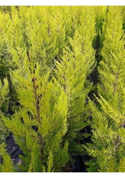 Limoni Servi Cupressus Macrocarpa Goldcrest