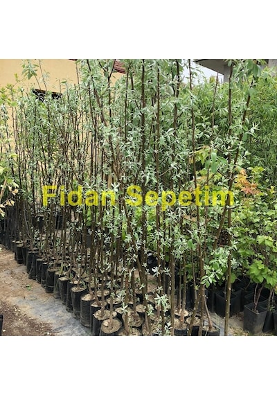 3 Yaş Iğde Fidanı