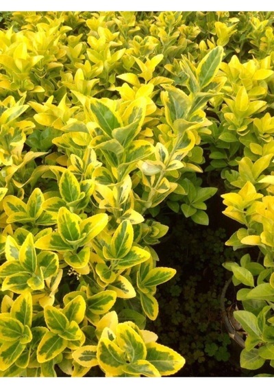 Gold Taflan Çiçeği Fidanı 25-45 Cm Saksılı Çiçekli Bodur Bitkiler Golden Euonymus