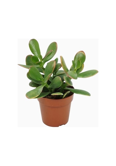 Para Çiçeği Crassula Ovata 5 Adet
