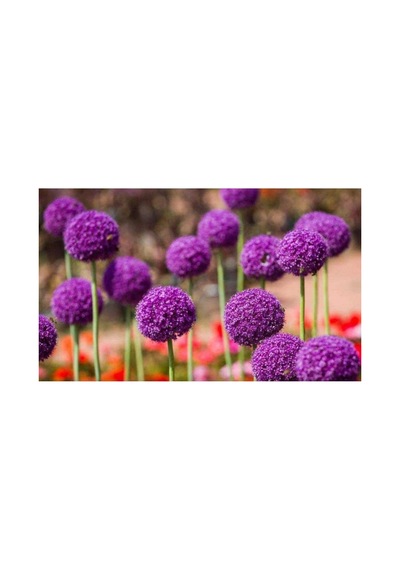 Tohum Dünyam 20 Adet Giant Ball Onion Allium Christophii Huge Hardy Perennial Tohumu