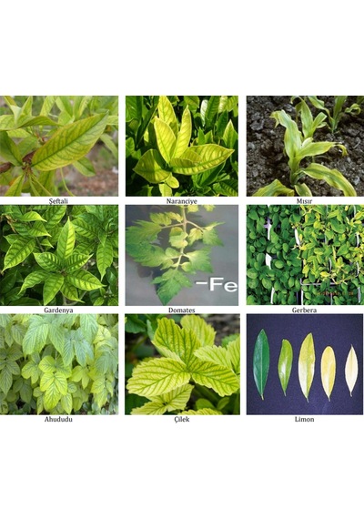 1 KG Syngenta Sequestrene Fe Demir. 1 KG Syngenta Sequestrene Fe Demir.