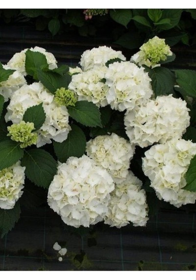 Beyaz Ortanca Çiçeği Saksılı 10-20 Cm