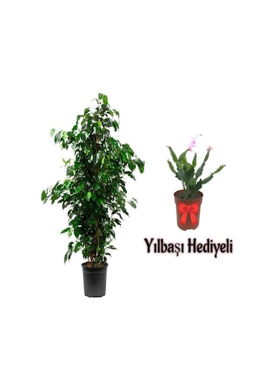 Videolu Yeşil Benjamin Bitkisi 80-100cm 1 Adet Saksılı Yılbaşı Çiçeği Hediyeli İç Mekan Ev Bitkisi