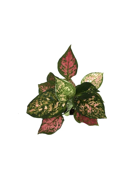 Aglaonema 'Dud Unyamanee' (Çin Herdemyeşili) Ø12 CM Y30-35 CM