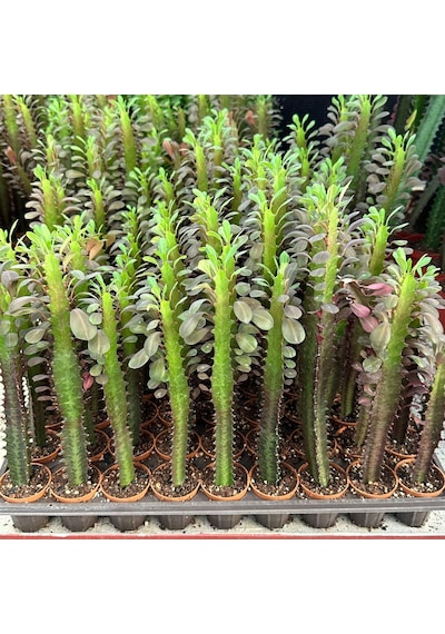 Sınırlı Sayıda Euphorbia Trigona Red - Afrika Süt Ağacı Kaktüsü 5.5lik Saksıda, 20 Cm Ve Üzeri Boyda 1 Adet Sınırlı Sayıda Euphorbia Trigona Red - Afrika Süt Ağacı Kaktüsü 5.5lik Saksıda, 20 Cm Ve Üzeri Boyda 1 Adet