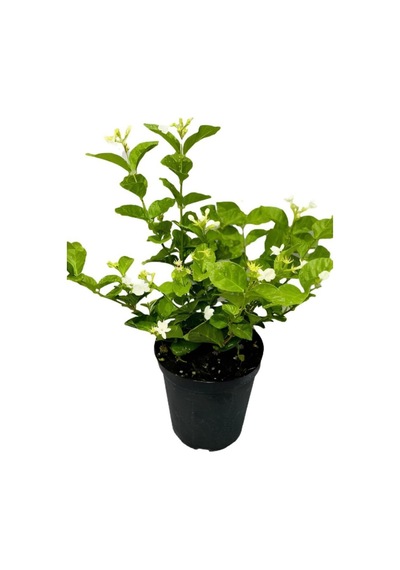 Arap Yasemini Çiçeği 1adet Saksılı 30-50cm+ful Yasemin 30-60cm Kokulu Bahçe Seti