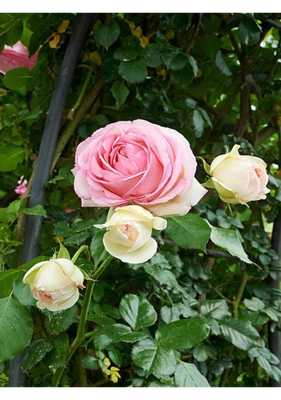 Açık Pembe Isparta Gülü 3 Adet Saksılı/ Tüplü 40-60cm Bahçe Bitkisi Isparta Rose