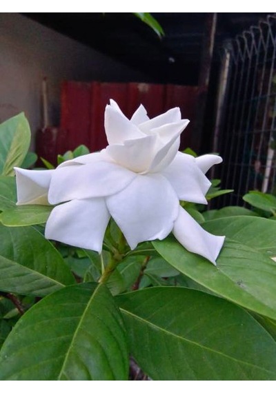 Videolu 1 Adet Anneler Günü Özel Mis Gardenya Çiçeği 20-35cm Saksılı Sukulent Hediye Gardenia