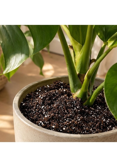 Premium Saksı Toprağı Karışımı --- Saksına Göre, İhtiyacın Kadar --- Jiffy Sphagnum Torf + Perlit + Cocopeat --- Steril, Böcek Yapmaz 9