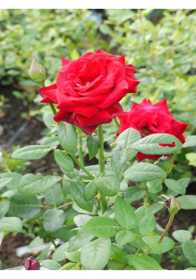 Yediveren Yoğun Kokulu Ateş Kırmızısı 30 60 Cm 3 Adet Aşılı Gül Kırmızı Red Rose