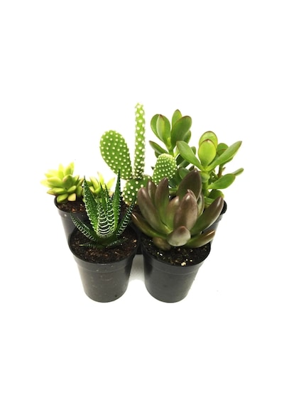 Sukulent Kaktüs Set 5 Adet Mini Saksılı 004