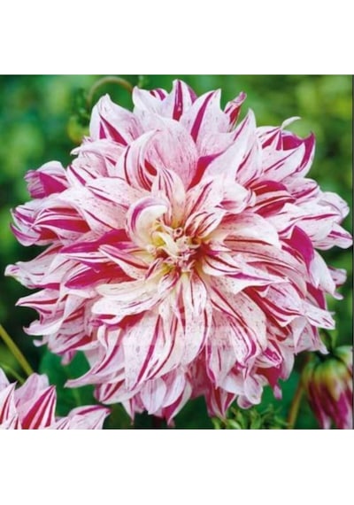 Yıldız Soğanı Dahlia Avignon Soğanı 1 Adet Dev Yıldız Çiçeği Boy 100 Cm