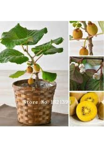 20 Adet Tohum Bodur Kivi Bonsai Ağacı Tohumu Saksı Toprak