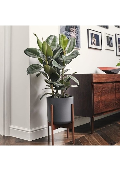 Serada Decor Plant Kauçuk Çiçeği 2'li 80-100cm