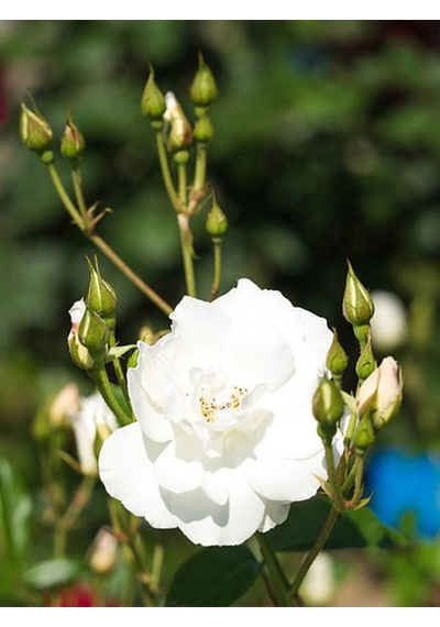 Videolu Chopin Beyaz Gül Fidanı 1adet Saksılı 10-15cm Dış Mekan "white Rose"