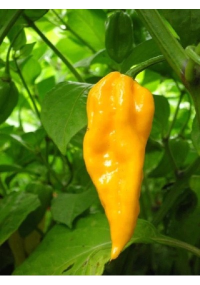 Devil S Tongue Yellow Pepper / 300.000 Scoville - Gerçek Taze Acı Biber