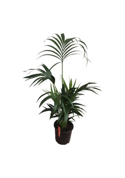 Howea Forsteriana Kentia Palmiyesi İthal - Kentya - 120 Cm