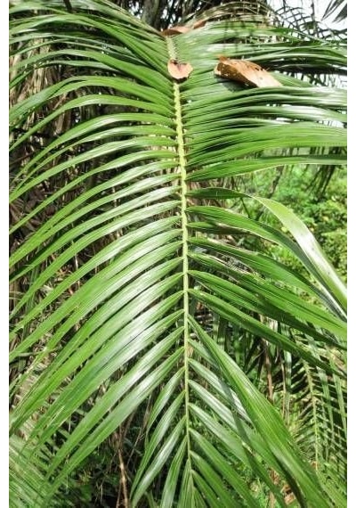 Palmiye Fidanı 50 60 Cm