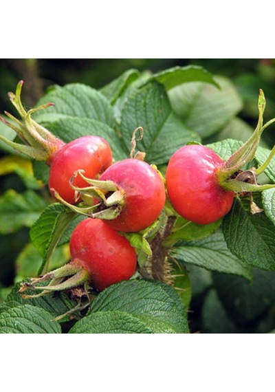 2 Yaş Kuşburnu Fidanı Rosa Rugosa