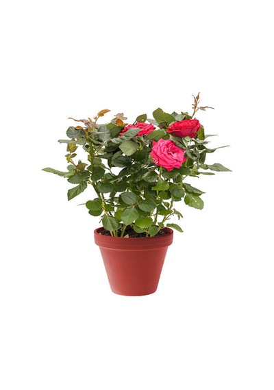 Videolu Yediveren Kokulu Pembe Renkli 20 40 Cm 2 Adet Aşılı Gül Pink Rose