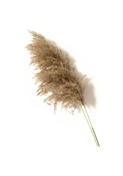 Dekoratif Pampas 7'li Kuru Çiçek Nocolor-1474d95e