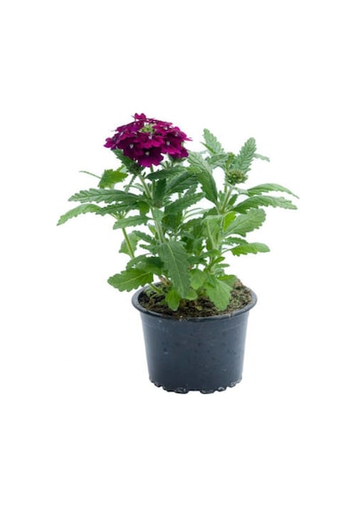 Küstüm Çiçeği 1 Adet 8/10cm +pembe Karanfil Çiçeği 10-15cm+mor Mine Çiçeği 10-15cm