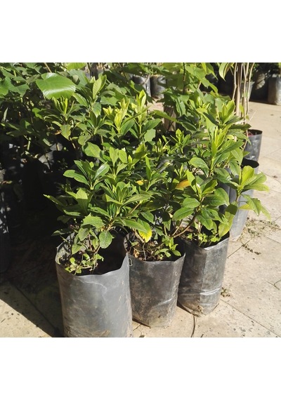 Gardenya Çiçeği  20-30 Cm. Gardenia Jasminoides