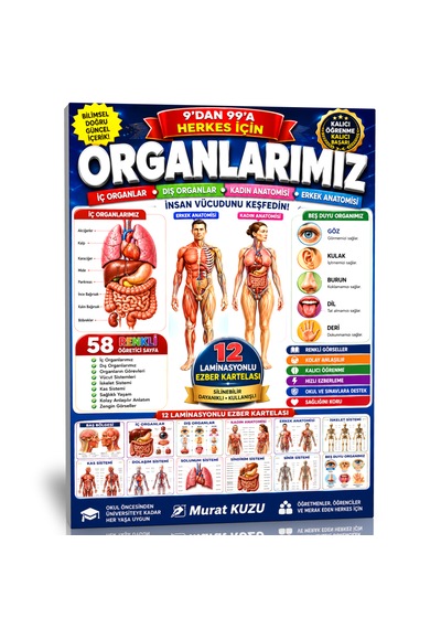 Organlarımız İnsan Vücudunu Keşfetmenin En Kolay Yolu