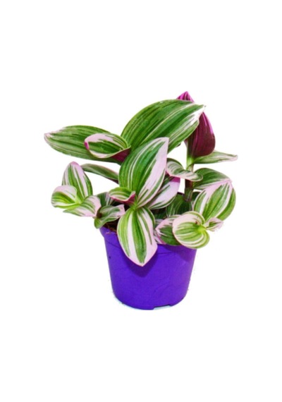 Videolu Telgraf Çiçeği Pembe Alacalı 1 Adet Saksılı 10-20cm Iç Mekan Bitkisi Nanouk Tradescantia