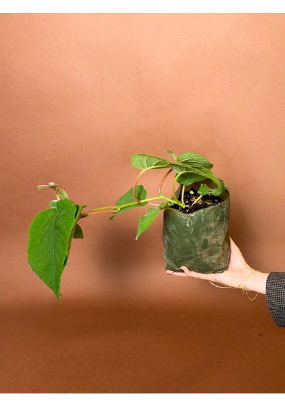 Erkek Kivi Actinidia Deliciosa 16 Cm Tozlayıcı Fidan