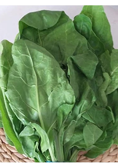 Yerli Sarmalık Yaprak Pancar Pazı Tohumu, 100 Adet Paket
