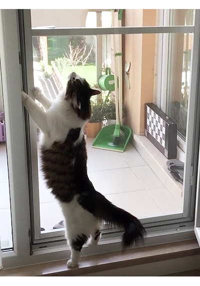 Kedi Tülü Yırtılmaz Ped Tül En: 80 Cm X150 Cm & + 4m Fitil 80x150 + Fitil