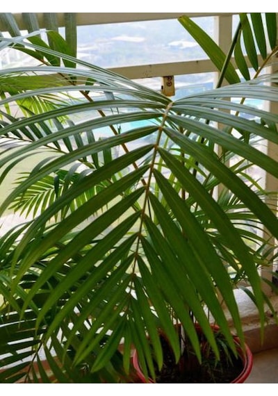 Videolu Areca Palmiyesi Dağ Palmiyesi 1 Adet Saksılı/tüplü 70-80cm Ev Ofis Bitki Dypsis Lucentes